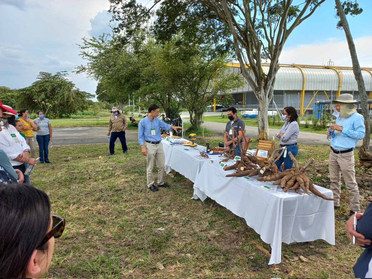 OrianaMurielG's tweet photo. The #GlobalCassavaProgram has improved 35 varieties in LAC and 25 varieties in SEA with benefits calculated at US$9.2 billion, thanks to the cassava genebank resources at #FutureSeeds. 

To learn more: https://t.co/aQQAc88bgo https://t.co/Mnb2qMj3ZQ