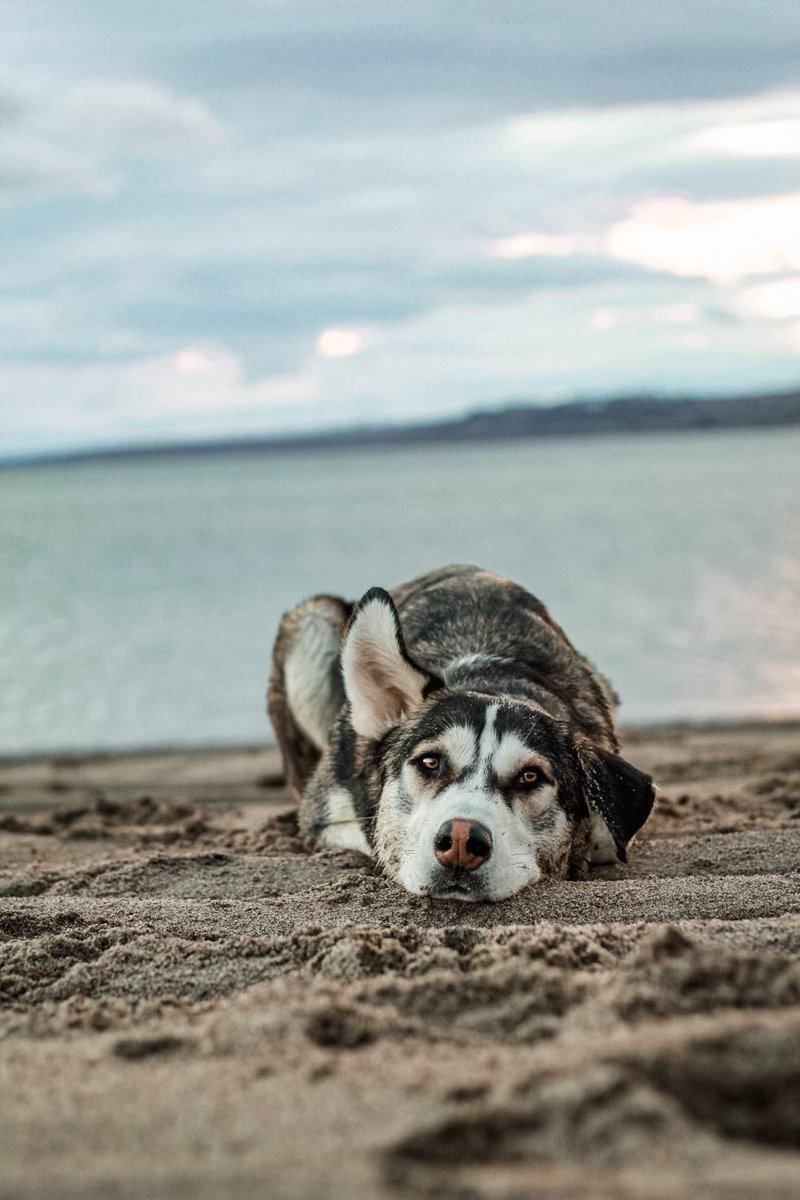 Starting to get excited for beach weather again 🏝 #beachlife #beachvibes #husky #dog #dogsoftwitter #twitterdogcommunity #twitterdog #dogsofinstagram #beachdog #dogsofcanada