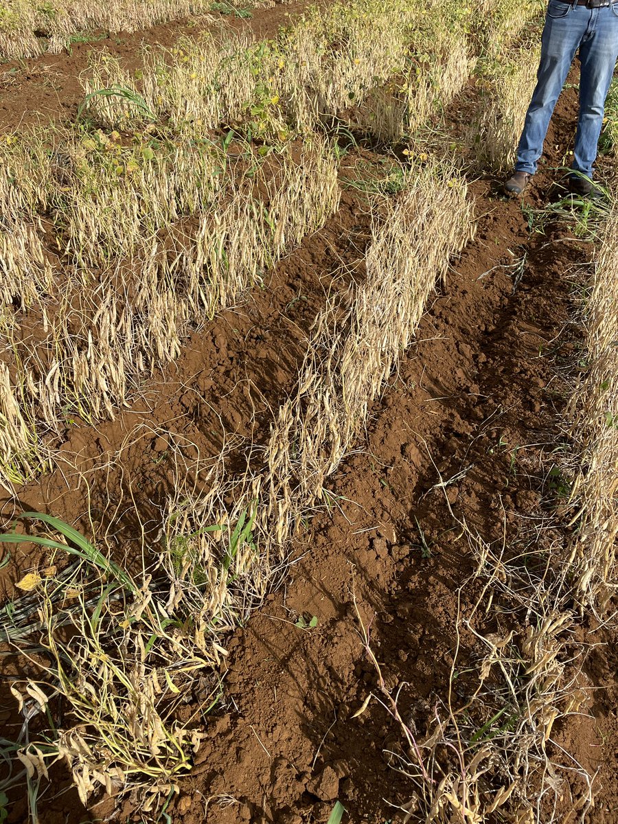 Harvesting the MSU bean breeding program in Puerto Rico. Selections are under way and goods things are coming down the pipeline. Always thankful to our collaborators from the University of Puerto Rico for making this possible.