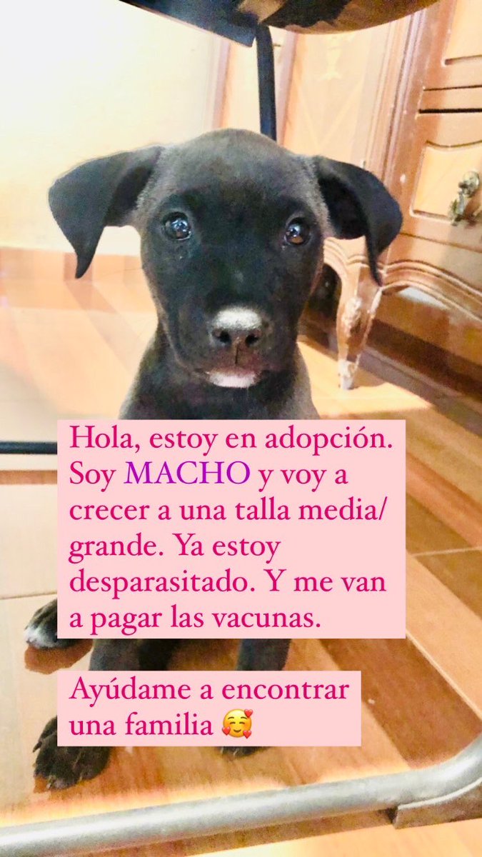 #Cachorro de 3 meses en #Adopción #CDMX adopción responsable. 
Ayúdame a encontrarle una familia. 

#AdoptaNoCompres