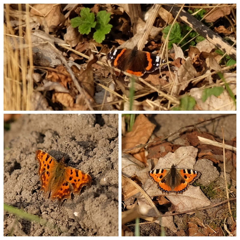 dolly35161448's tweet photo. #spring #vinders op een dag! https://t.co/kkya1u4Jct