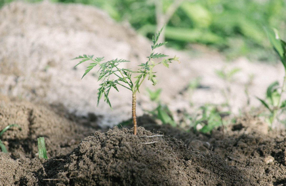 NFTEcocity's tweet photo. 🤩Join the world's 1st eco-city in the metaverse. Own innovative green buildings and products and make a positive impact. This is just the beginning!!

#nftcollector #cryptoart #nftcommunity #NFTProject #reforestation #Socialimpact #sustainability https://t.co/Tdd5pC6nnx