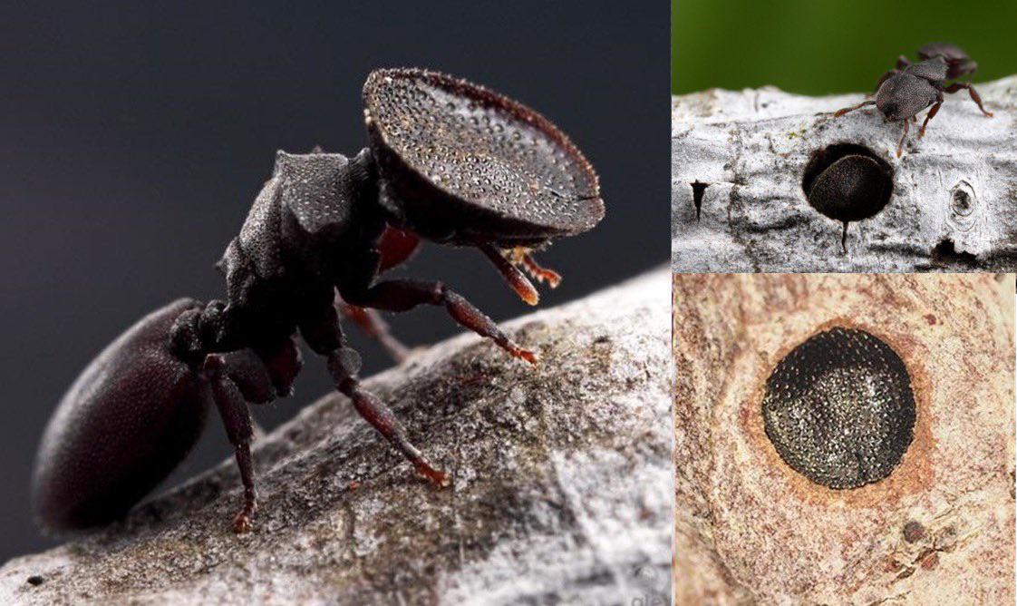 OddityCentral's tweet photo. ‘Door Head Ants’ Use Their Large Flat Heads as Doors to Shut Down Their Nests https://t.co/MshsczQikQ #doorheadants #ants #insects #amazinganimals #amazingnature #fascinating #Cephalotes https://t.co/IzE0XIjsVm