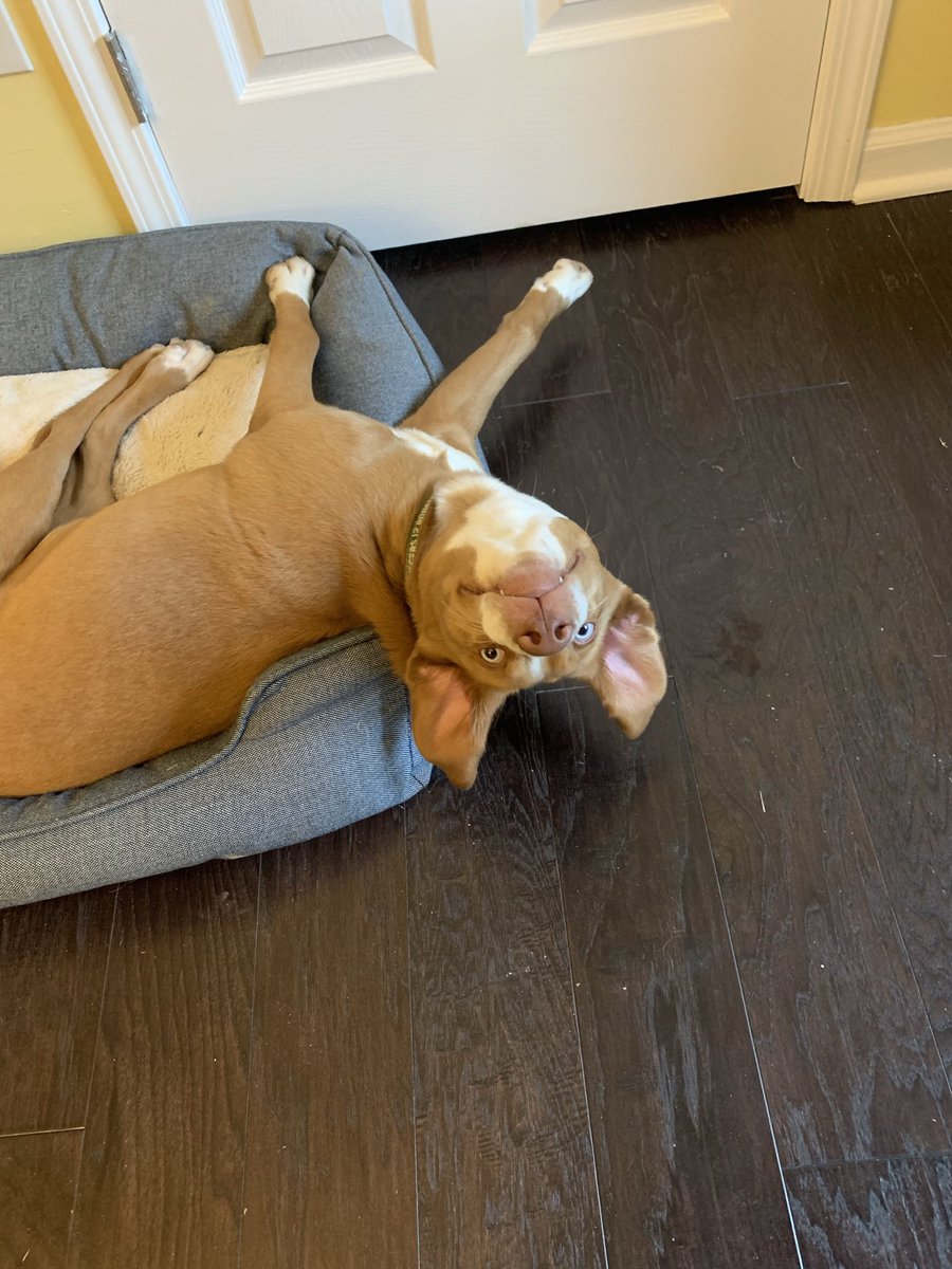 natalins80's tweet photo. @NEHumaneSociety This is Amara https://t.co/Klf1E9StWm