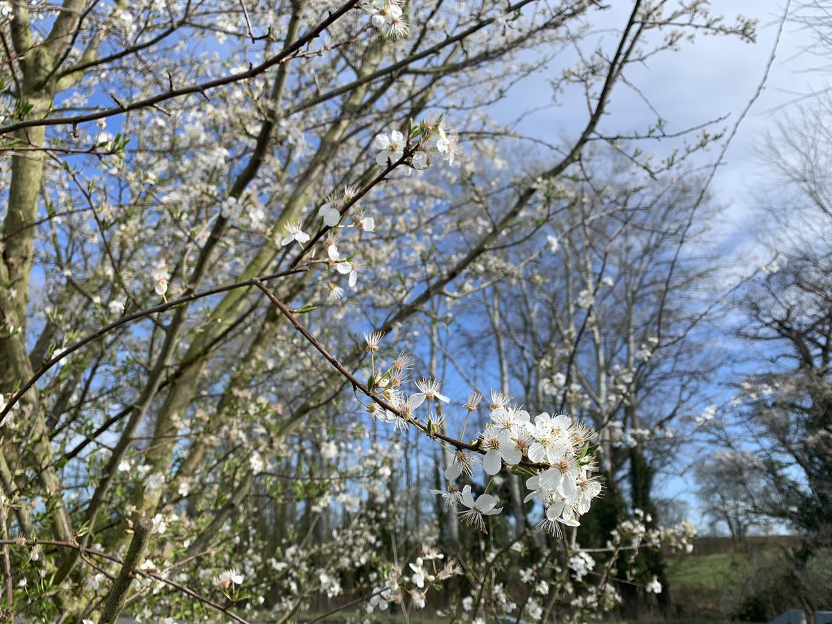 lynnewilkins's tweet photo. So beautiful out today in the Spring sunshine today - we are so lucky to enjoy peace aren’t we when we can #gratitude https://t.co/clv3bJtc6M