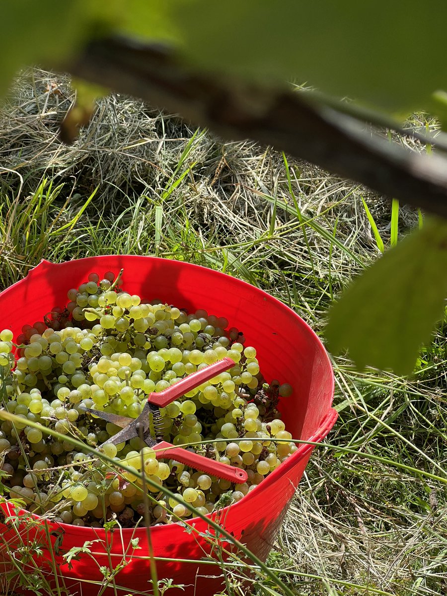 Harvest time has begun across the <a href="/canberrawines/">Canberra Wines</a> region.  If you ever wanted to see the process that the award winning Canberra wines go through, now is the time to visit your closest vineyard!
#sofranksocial #lakegeorgewinery #wineriesofaustralia #visitnsw #canberrawines