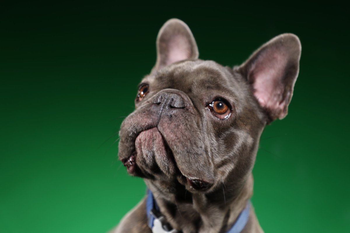 0XshawarmaDotX's tweet photo. I created an online NFT gallery for my photography, I'm starting with the Pet photography ones, and doing it for a cause.
The process is simple: 
Nothing is listed, if you like the picture, send an offer or ask me to list it for you. https://t.co/Gxk7ZRsR6S