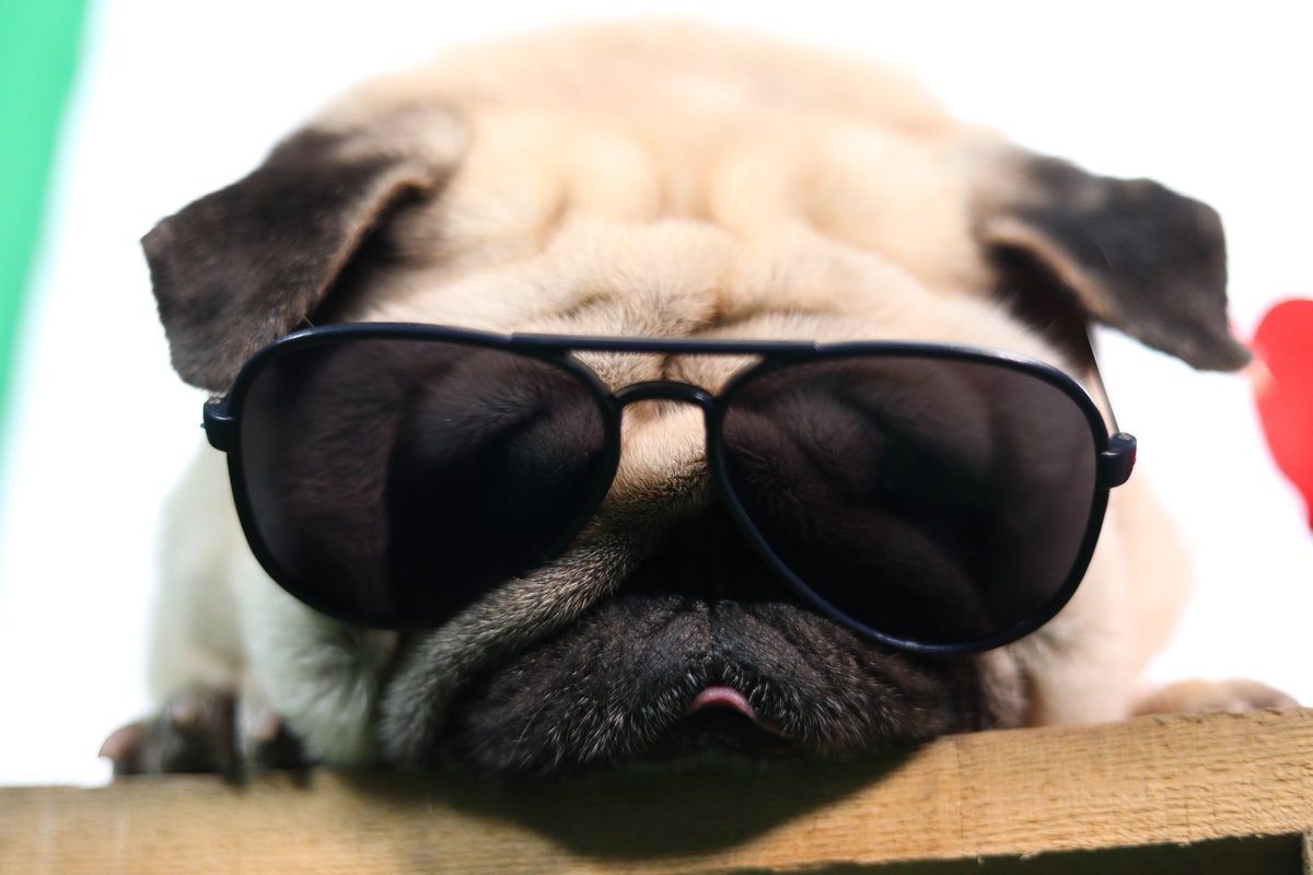 0XshawarmaDotX's tweet photo. I created an online NFT gallery for my photography, I'm starting with the Pet photography ones, and doing it for a cause.
The process is simple: 
Nothing is listed, if you like the picture, send an offer or ask me to list it for you. https://t.co/Gxk7ZRsR6S