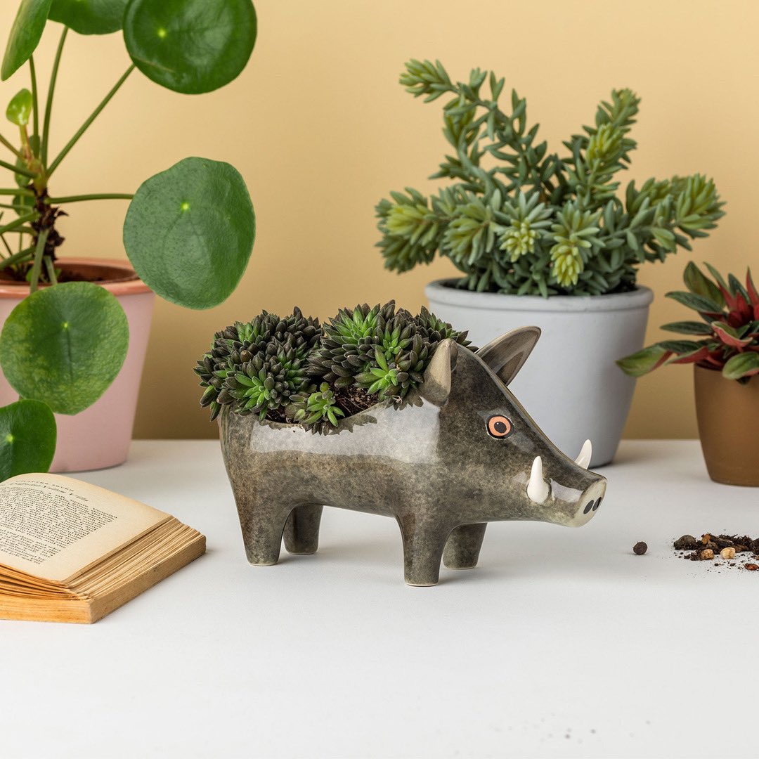 hannah1turner's tweet photo. Our new Wild Boar Planter, showing off its rugged good looks with a planting of pretty succulents. We also think it's going to look great planted with cress on a sunny windowsill. #nextonthelist #bringtheoutsidein #wildboarlove https://t.co/8fGUCrWEN4