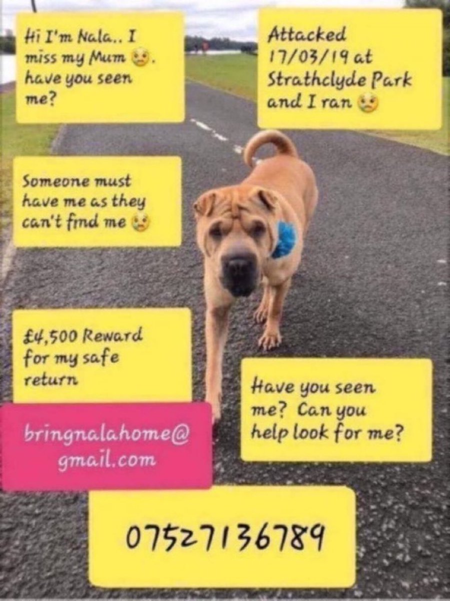 Please #HelpfindNala 🙏💕 Missing nearly three years . Last seen #StrathclydePark 17th March 2019. #missingdog #k9hour