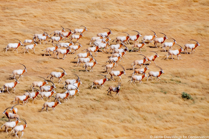 Sahara_CF's tweet photo. Il y a 6 ans, le 14/03/16, 25 oryx furent transportés au Tchad pour être réintroduits dans leur habitat naturel.
Aujourd’hui, ce sont plus de 400 individus qui sillonnent librement la Réserve de faune de Ouadi Rimé-Ouadi Achim !
Crédit photo Jaime Dias @Foundation_WFC https://t.co/Y08DbfXEdq