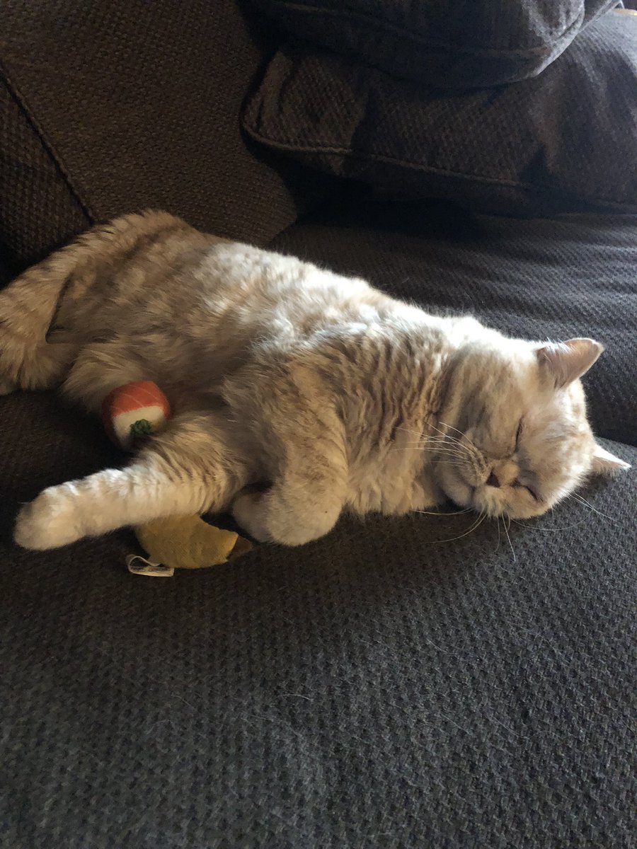 anakin_cat's tweet photo. Playe,,¿  or sleepe 🤔 https://t.co/q1xasvPuP0