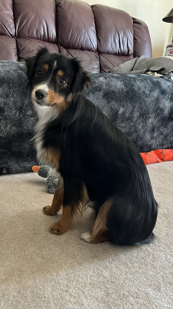 miniaussiebros's tweet photo. Aussie? I think so!
#buttcurtains
#socleansofresh
#twitterdogcommunity
#dogtwittercommunity
#dogsoftwitter
#dogs https://t.co/UekNIDoIgV