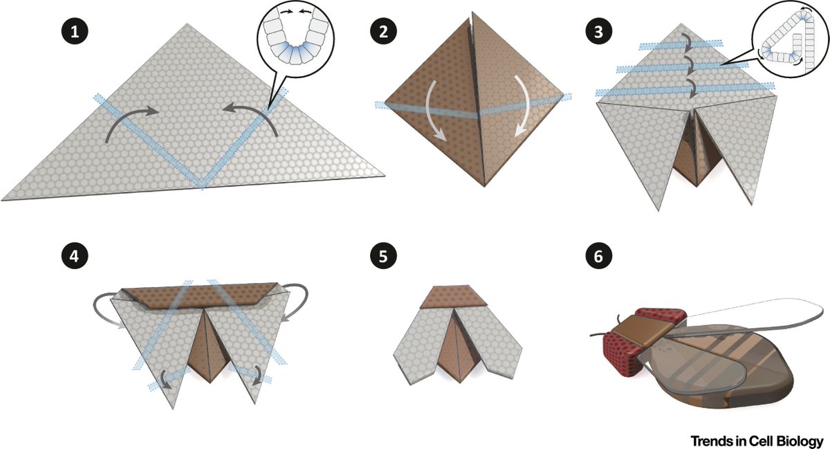 Today I wanted to share some of my earlier work: a vision on how #optogenetics may be the tool to structure developing tissue like origami. Published in <a href="/TrendsCellBio/">Trends Cell Biology</a> in 2016 - thanks to <a href="/StefanoDeRenzis/">Stefano De Renzis</a> &amp; <a href="/GiorgiaWithAnI/">Giorgia Guglielmi (she/her)</a> for trusting me with the figures! sciencedirect.com/science/articl…