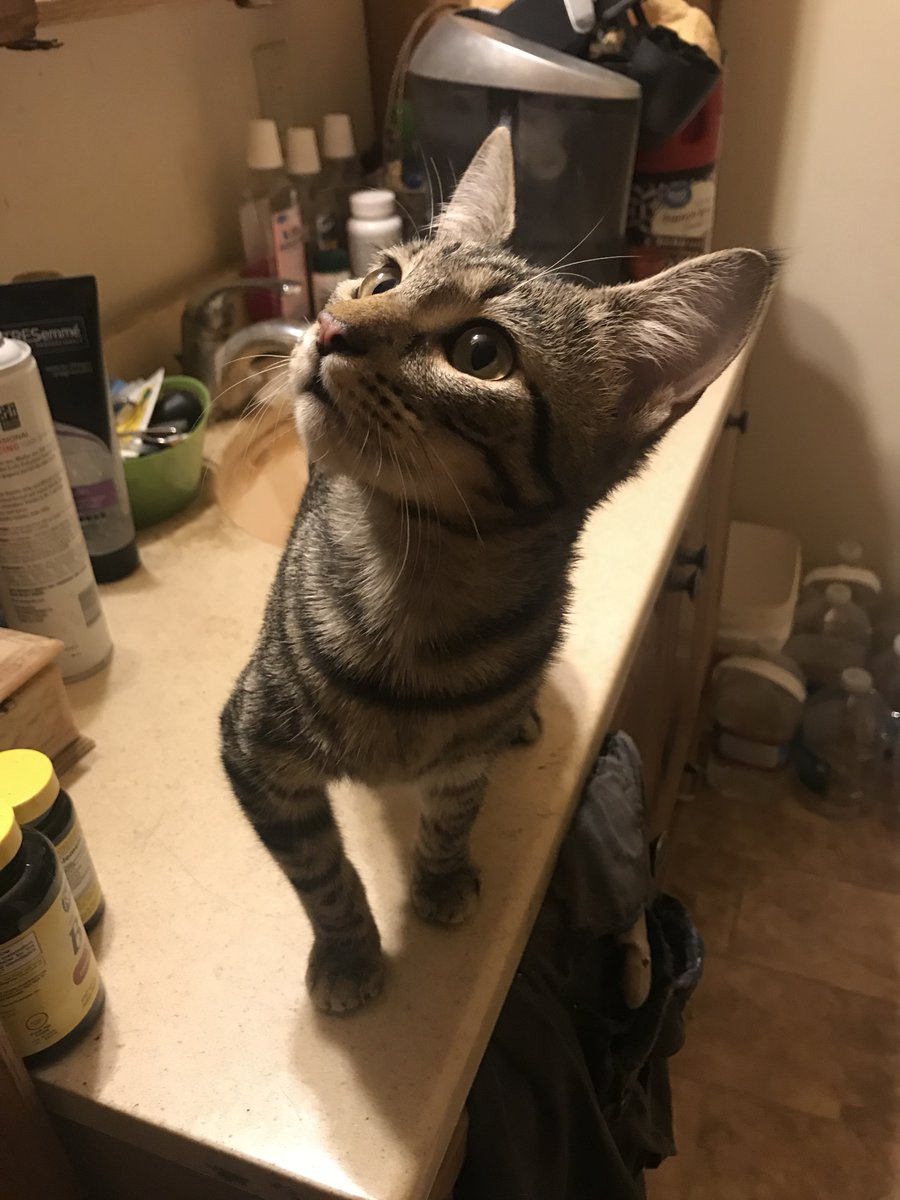 douglascraig's tweet photo. Here are some additional photos of little Champ, the kitten with cancer from the gofundme. #gofundme #cats, #CatRecue, #cancer https://t.co/AD6X5i9Q3N