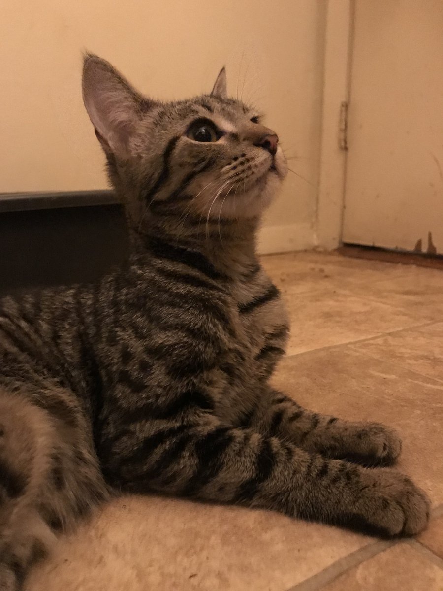douglascraig's tweet photo. Here are some additional photos of little Champ, the kitten with cancer from the gofundme. #gofundme #cats, #CatRecue, #cancer https://t.co/AD6X5i9Q3N