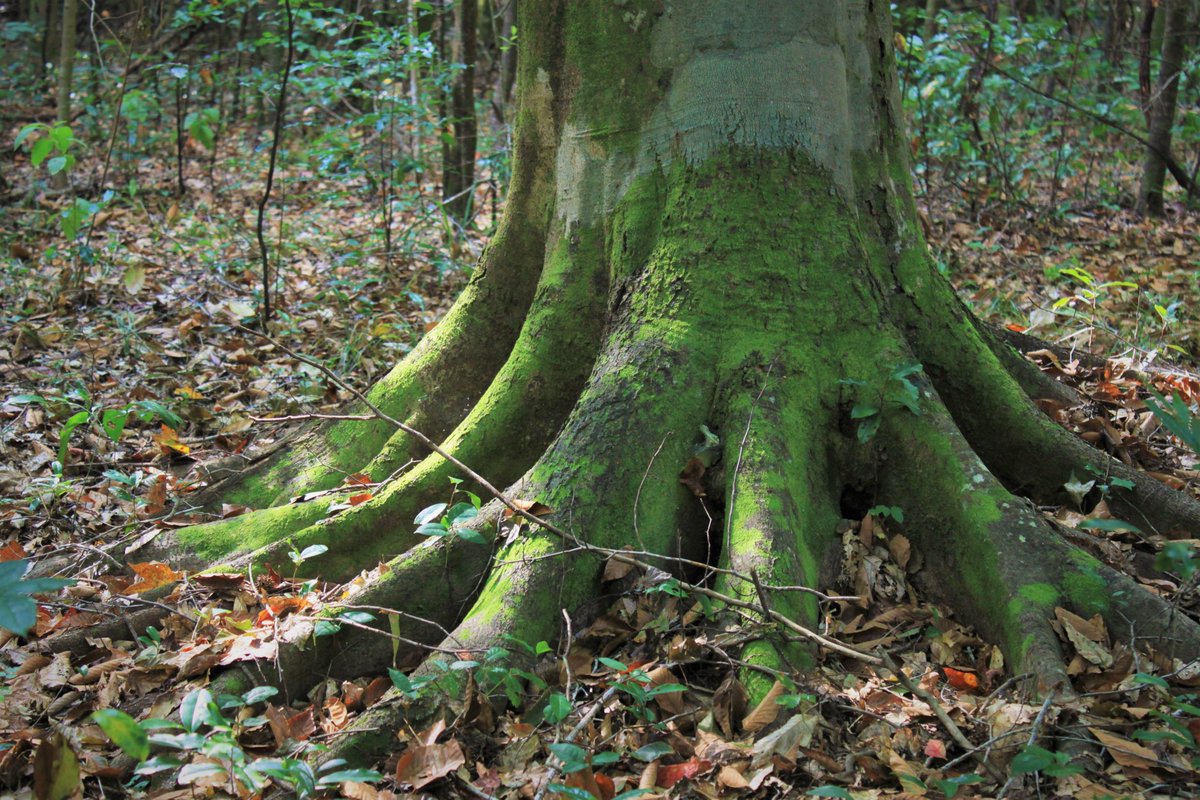 BigThicketNPS's tweet photo. "Do these roots make my buttress look big?"

American beech trees are known for their big, beautiful buttresses. Their roots start above the ground and make it look like the tree is grasping the earth.

#BigThicket #LifesABeech #buttress #roots #TreePuns https://t.co/3rZEn3pwcm