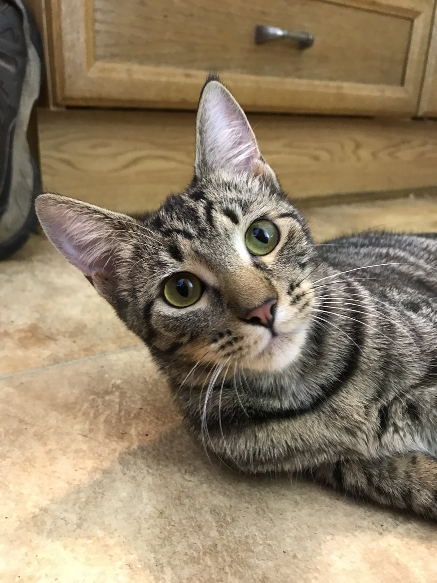 douglascraig's tweet photo. Here are some additional photos of little Champ, the kitten with cancer from the gofundme. #gofundme #cats, #CatRecue, #cancer https://t.co/AD6X5i9Q3N