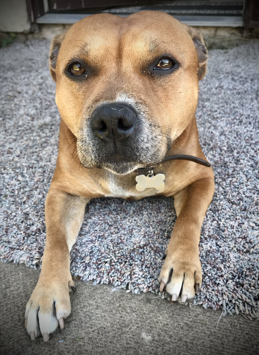 MyStaffords's tweet photo. Jedi always gets compliments. She’s way more than I expected. Everyone loves her. She turns four in a week🐾❤️🙏🥰
#staffordshirebullterrier #ezmapups #housejudael https://t.co/yb3gn2VDdM