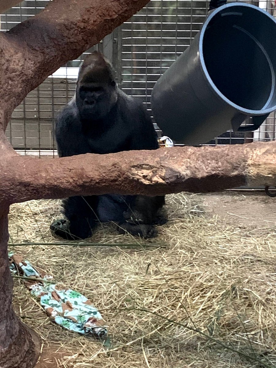 3000ahadu's tweet photo. These pictures of the gorillas were taken also in 2020 so here is one more last throwback. Enjoy. #2020throwback #Gorillas2020 https://t.co/N532phKpz3
