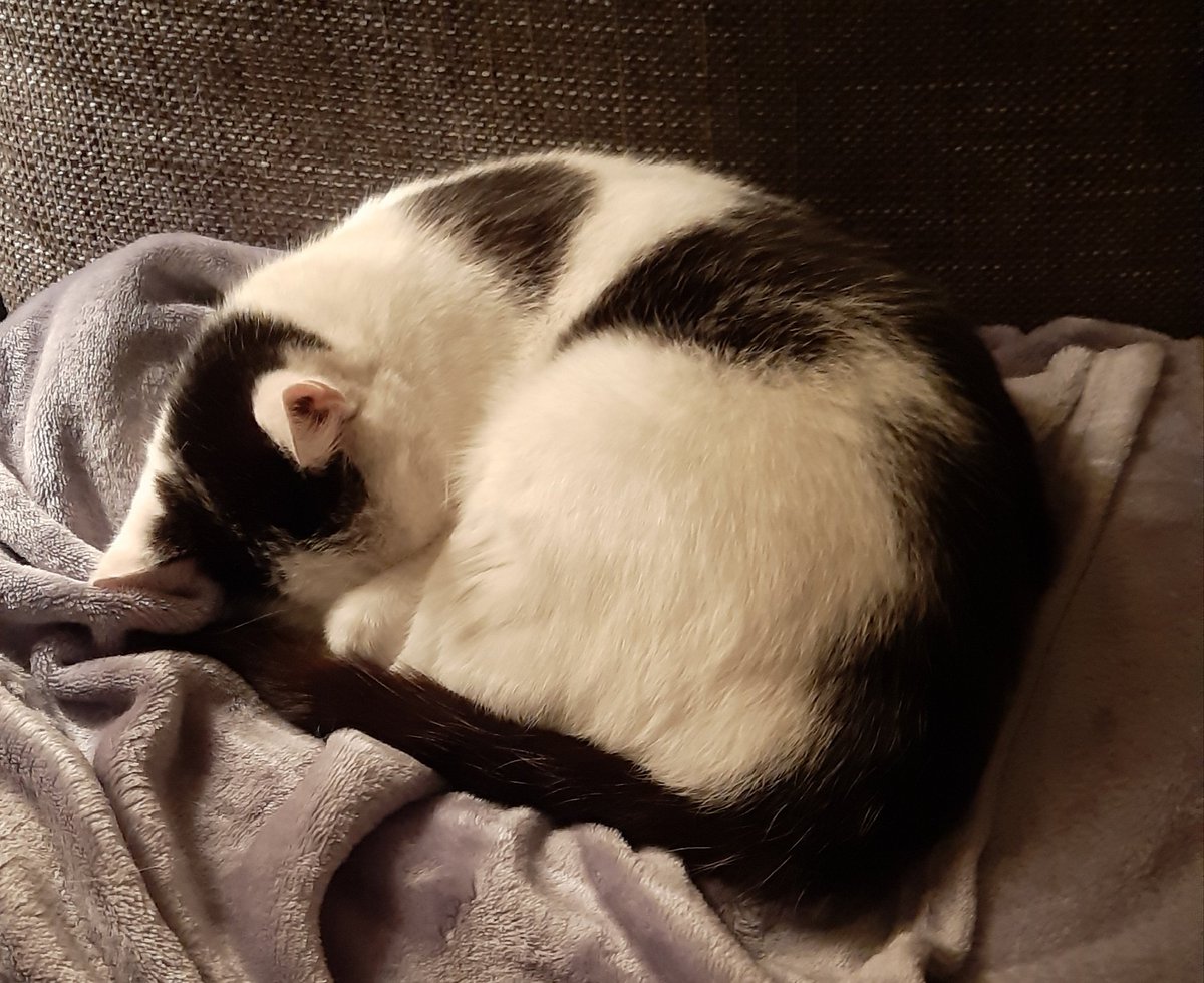 Klares Signal meines felligen Team-Mitglieds, dass der Textzirkus für heute schließt. 😉
Schlaft gut, morgen geht's weiter! 😺🙋‍♀️

#textzirkus #feierabend #workinghard #workwithcats #work #writinglife #writing #writers #lektorat #autorenservice #textverliebt #lovemyjob #lovemylife