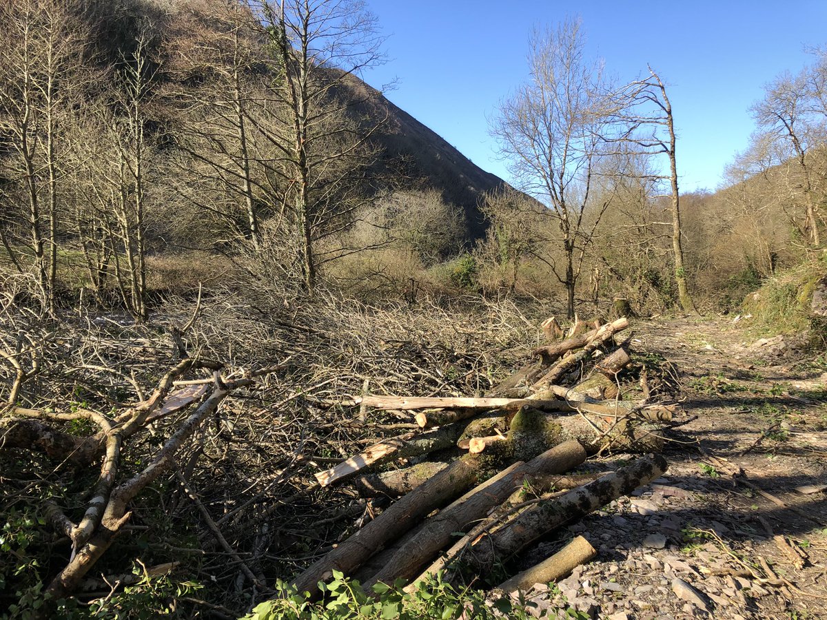 It might be almost 4wks since #stormEunice but the cleanup continues everyday with @NorthDevonNT @NTArlington #rangers. I was in the #heddonvalley today and so much done but lots still to do. No internet still @TheHuntersInn due to miles of damaged BT cables. #cashonly