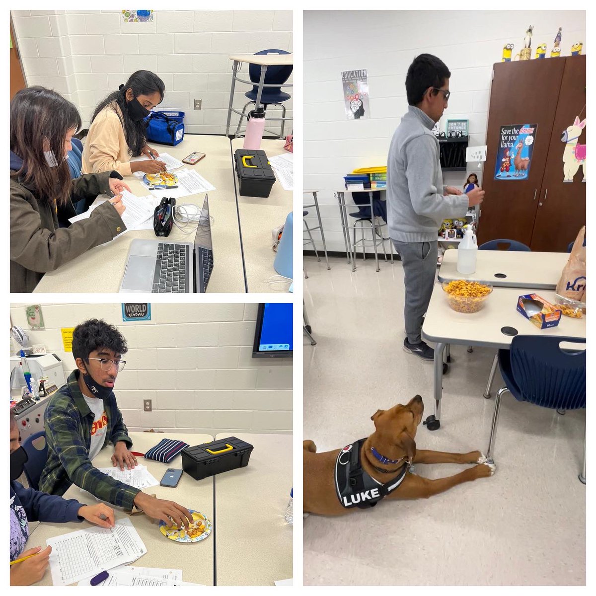 TFY77's tweet photo. AP Biology studied Hardy-Weinberg equilibrium today by fishing for goldfish! 🐠 Luke was hoping to go fishing too 🤣

 #apbiologylab #hardyweinbergequilibrium #lotsofhandsanitizer https://t.co/a2bf7WG1pg