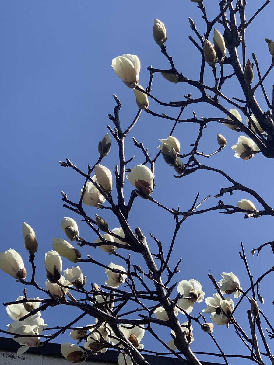 焼肉 車 成田店 New Kuruma 4285 Twitter