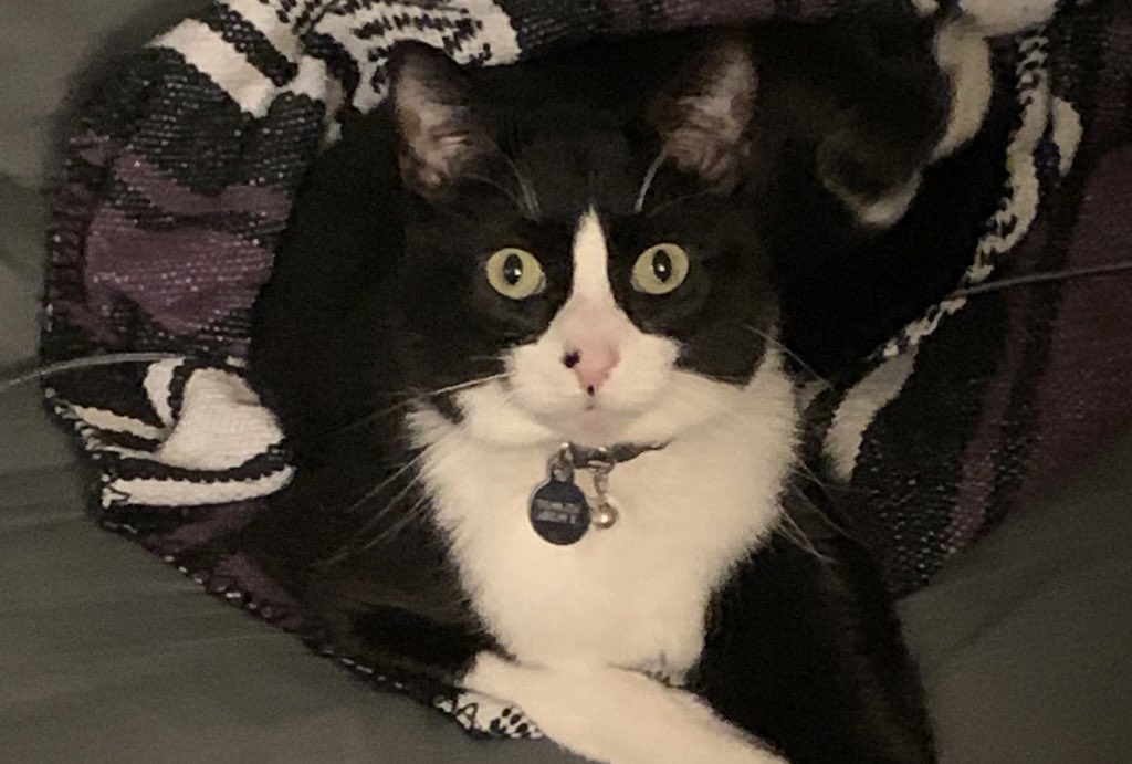 ashwi_irl's tweet image. my cat vs. who he’s named after