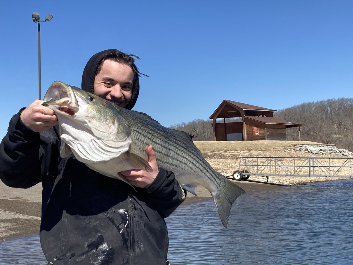 Bailey's Beaver Lake Striper Guide Service tweet media