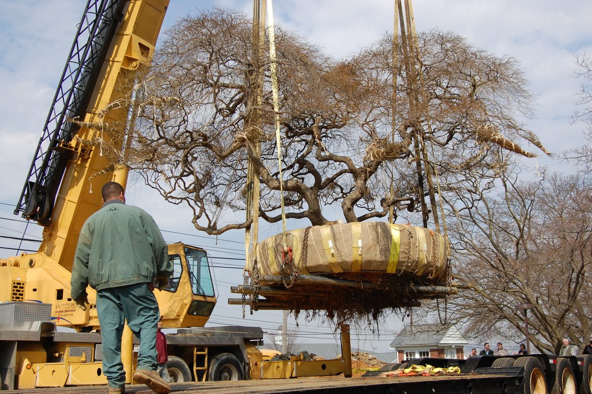 BrethrenVillage's tweet photo. On this day in BV history, 2008: crews relocated the beautiful Japanese cut leaf maple tree to its current spot near the corner of Fieldcrest and Fairview Drives. Check out these photos from moving day! 🍁#BVhistory #125thAnniversary #BVStrong https://t.co/pOEhApyAlU