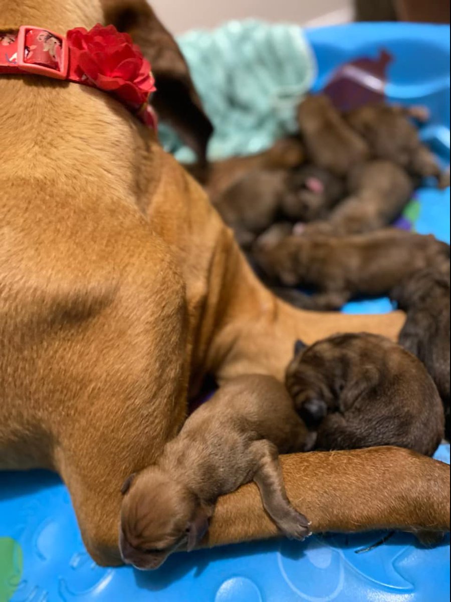 FredSPCA's tweet photo. What a weekend for Mama Esther! She made it to our doors and into a quiet foster home from rural VA just in time to have her 12 pups! 🐾 We are so thankful for our fosters, without them we cannot say yes to taking in vulnerable families like this one! https://t.co/OCNtienwck