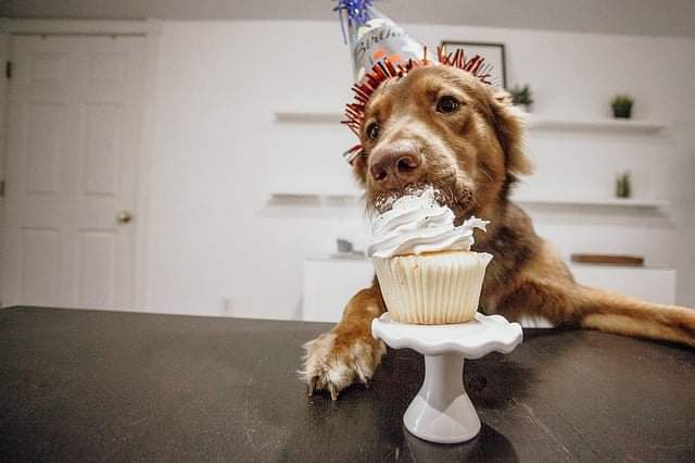 doglovinggal's tweet photo. Looking to make your dog's birthday the best one ever? We have you covered in our recent blog post.

https://t.co/lk5fHNmCKS

#dogbirthday #pupcake #dogparty #treats #dontcountthecandles #bringonthedoggiedecor #partyatfidos https://t.co/tWU5V09JOE