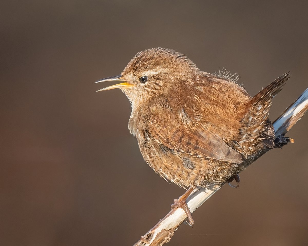 Peter Christian tweet media