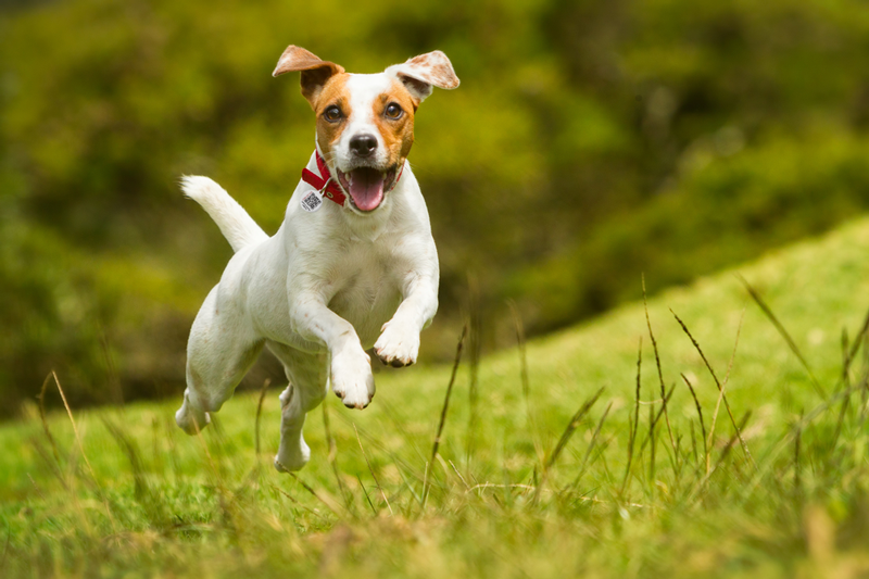 PetHub's tweet photo. Spring is just around the corner! There are many things to think about when it comes to pet safety as the season changes, from allergies to outdoor pests! Here are some safety tips to help you and your PAWsome friend manage the transition into spring.

https://t.co/vFIW3clINO https://t.co/Z5XUo9DJsc