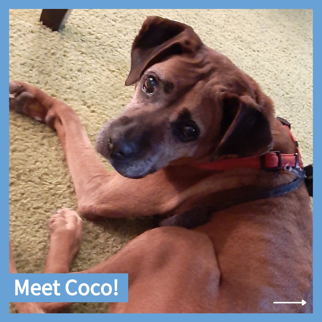 CityDogsRescue's tweet photo. Meet adoptable Coco! All this sweet girl wants is to love you and be loved by you! 🥰 

If you're looking for more cuddles and love in your life, apply to adopt affectionate Coco! More information at https://t.co/jlGS7o7HYm 🐾

#AdoptCoco #AdoptMe #DCDogs #DogsofDC #BoxerMix https://t.co/GB9awzaEHn