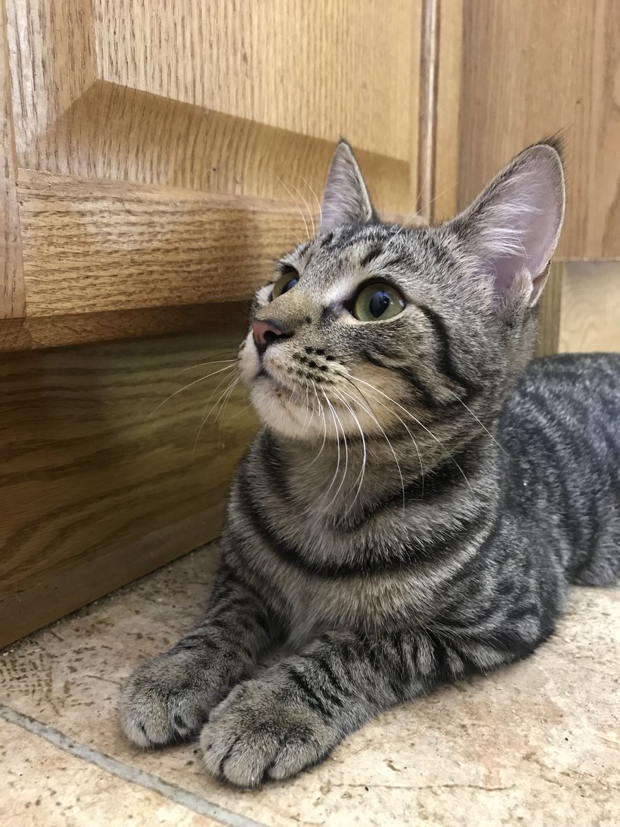 douglascraig's tweet photo. More pics of little Champ, the kitten with cancer from the gofundme. #gofundme #cats, #CatRecue, #cancer https://t.co/Qtq27Gcl9m