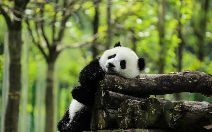 RowdyPanda_Club's tweet photo. FUN FACT

Did you know a panda year is equivalent to three human years?

#pandas #NFTs #NFTCommunity https://t.co/8FAY78zwOj