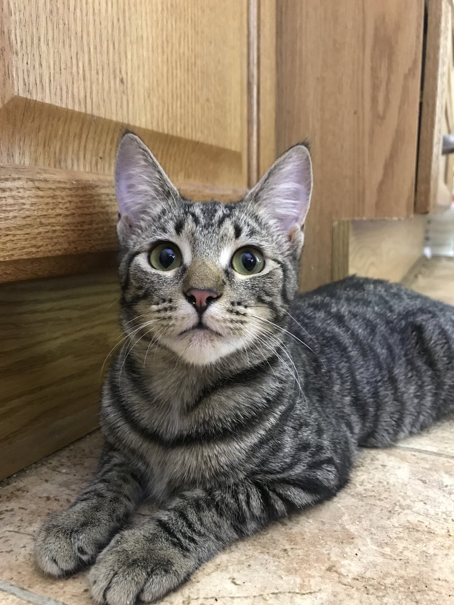 douglascraig's tweet photo. More pics of little Champ, the kitten with cancer from the gofundme. #gofundme #cats, #CatRecue, #cancer https://t.co/Qtq27Gcl9m