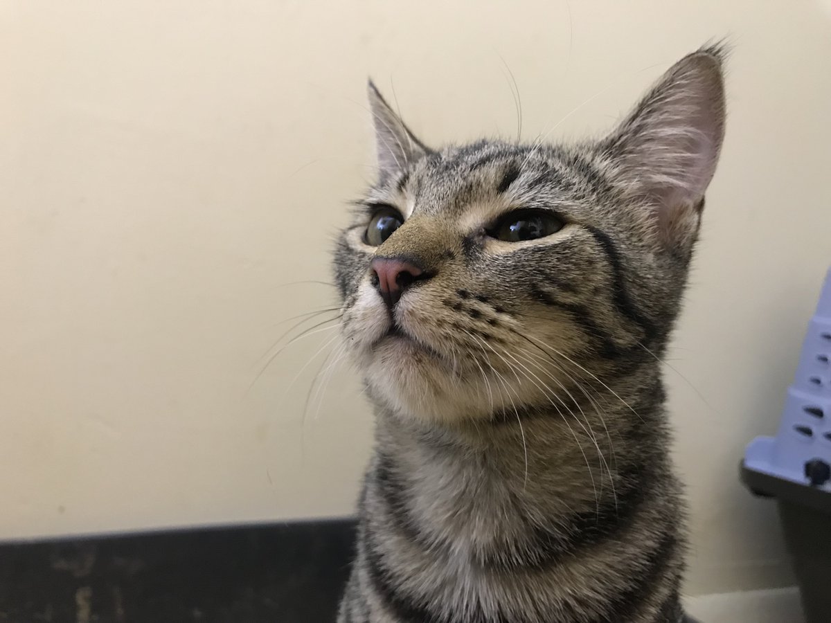 douglascraig's tweet photo. More pics of little Champ, the kitten with cancer from the gofundme. #gofundme #cats, #CatRecue, #cancer https://t.co/Qtq27Gcl9m