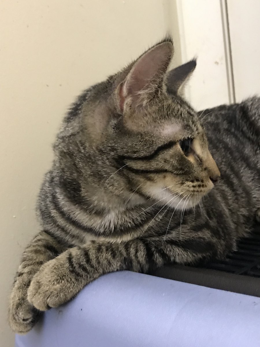 douglascraig's tweet photo. More pics of little Champ, the kitten with cancer from the gofundme. #gofundme #cats, #CatRecue, #cancer https://t.co/Qtq27Gcl9m