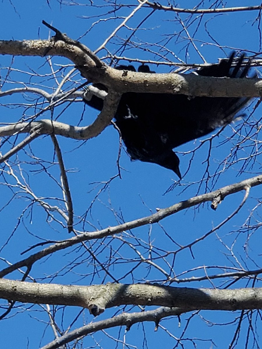 Kurvatis's tweet photo. post this crow https://t.co/WlCVs2Urxe