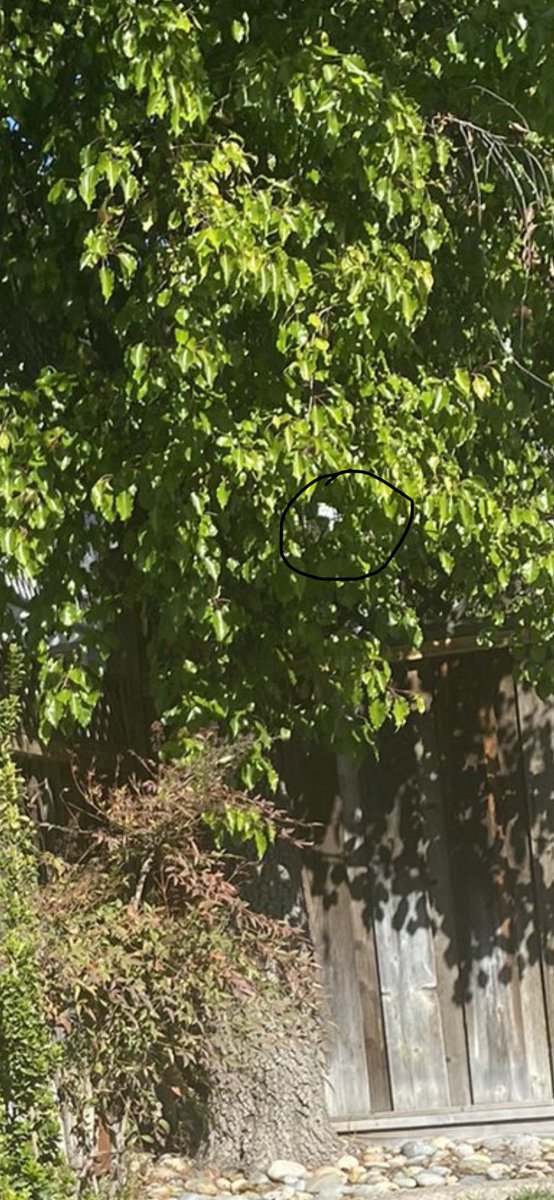 Loving__more's tweet photo. @Thereisnocat_ This…this is what I’m referring to. It looks like a really grumpy car stuck in that tree! https://t.co/fz0zjDqlAM