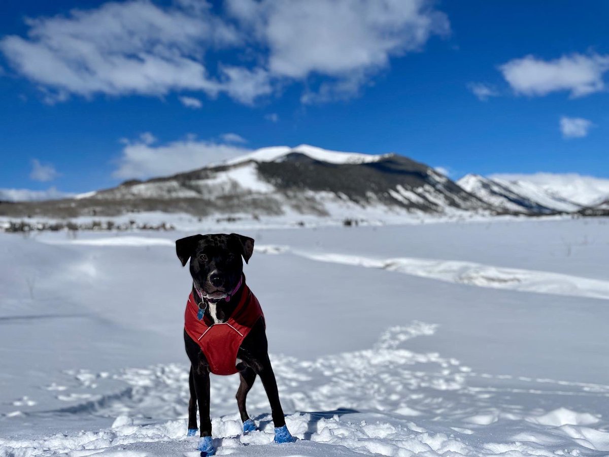 torisha_b's tweet photo. My dog is the best https://t.co/4jhdvatiVA