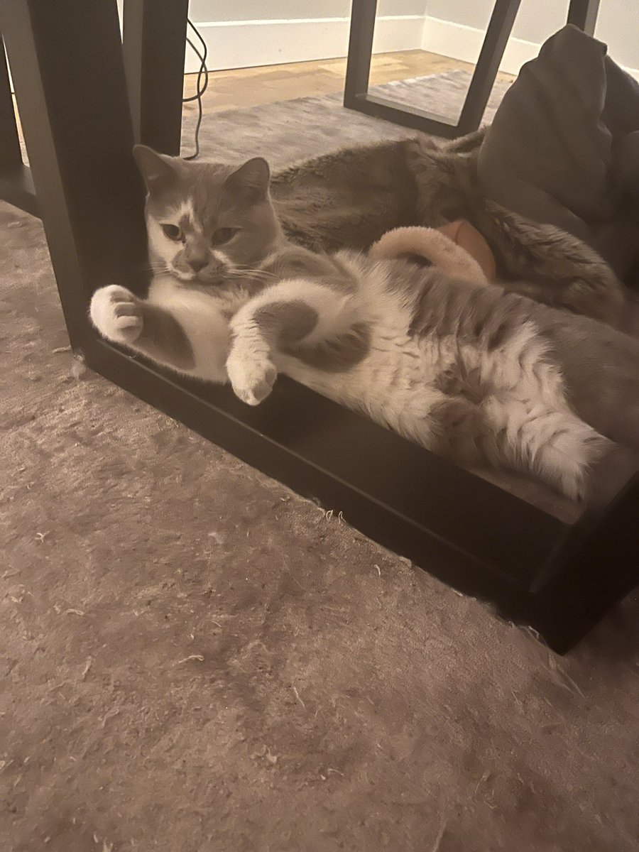 Mel_Walker322's tweet photo. @thedalstonyears I have two chonky boys! But gorgeously chonky https://t.co/ibKNdBM24g
