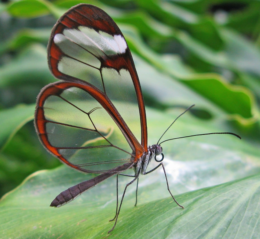 GodCreated_'s tweet photo. Glasswing Butterfly 🦋 
#God #Creation #Genesis #Butterflies https://t.co/2YRdBgqI7V