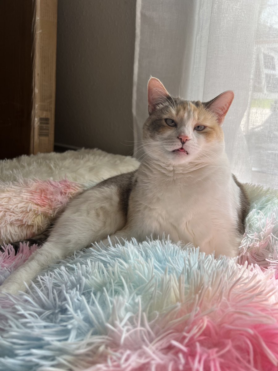 fatfatpankocat's tweet photo. A photo I took earlier today https://t.co/KpY9xTddtP