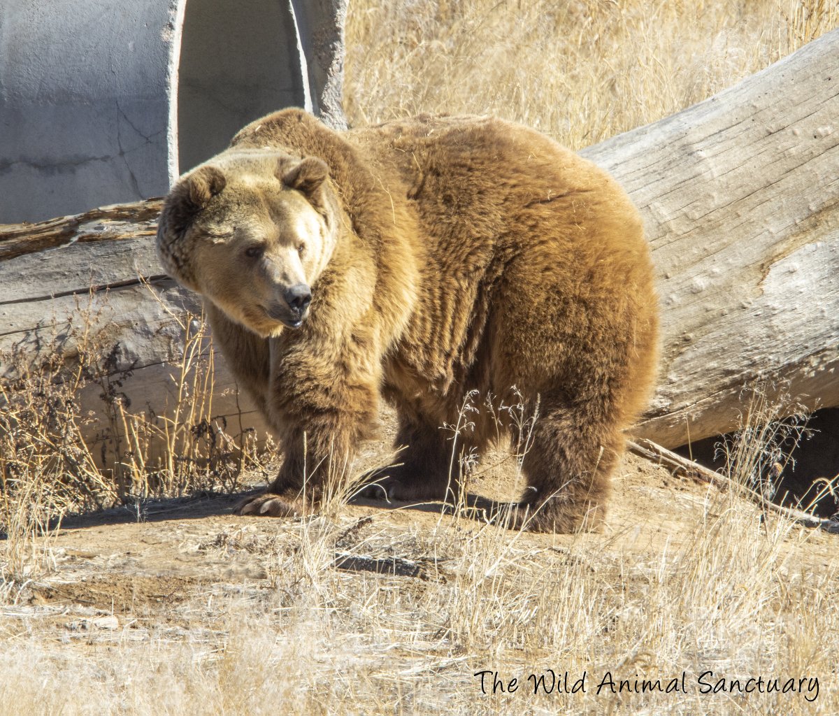 animalsanctuary's tweet photo. Picture Of The Day! Tiny is out of hibernation, we are so happy to see him enjoying some sunshine today.  #TheWildAnimalSanctuary #WildAnimalSanctuary #colorado #Sanctuary https://t.co/iayLsvlPKo