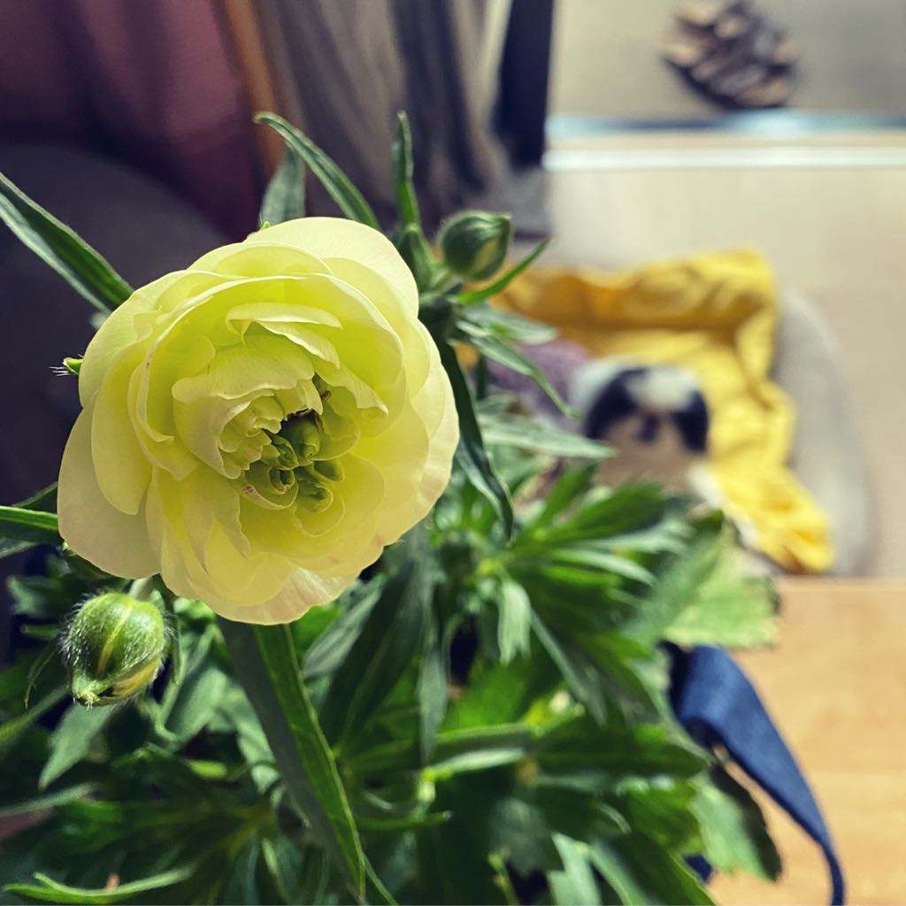 ruby_kii's tweet photo. #rananculus #ラナンキュラスラックス #ラナンキュラスラックスニノス
#狆 #JapaneseChin #dog #chinstagram #squishyfacecrew #march2022
1月に苗で買ったティーバにつづいてニノスも開花。うちで夏越ししたムーサはまだ蕾。極狭ベランダごっちゃごちゃでもう置くとこない https://t.co/a3KJ1qBQsD https://t.co/fq2iwbDd3d