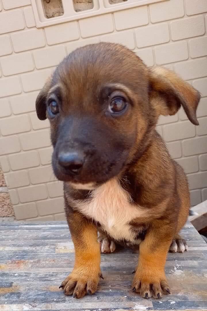 LuchoAmezcua's tweet photo. Alguien qué quiera adoptar a Nanito? Está en el EDOMEX.
Si pueden,ayúdenme a difundir. https://t.co/T8RqZwFUbA